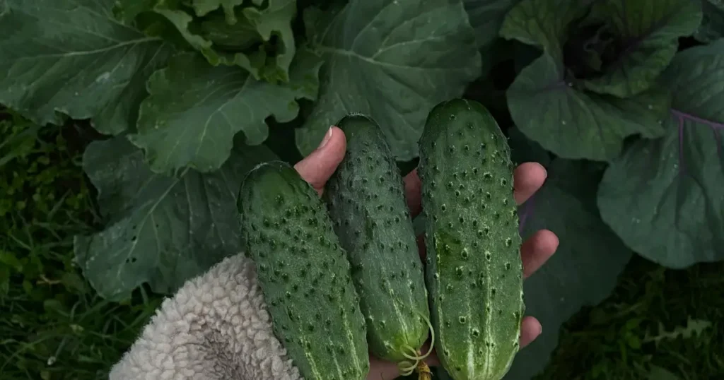 cucumber